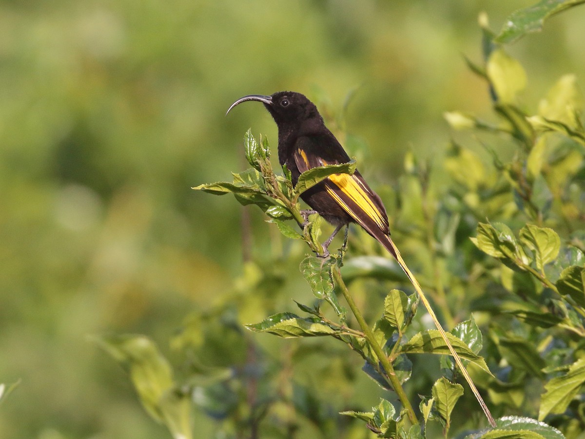 Golden-winged Sunbird - Keith Valentine