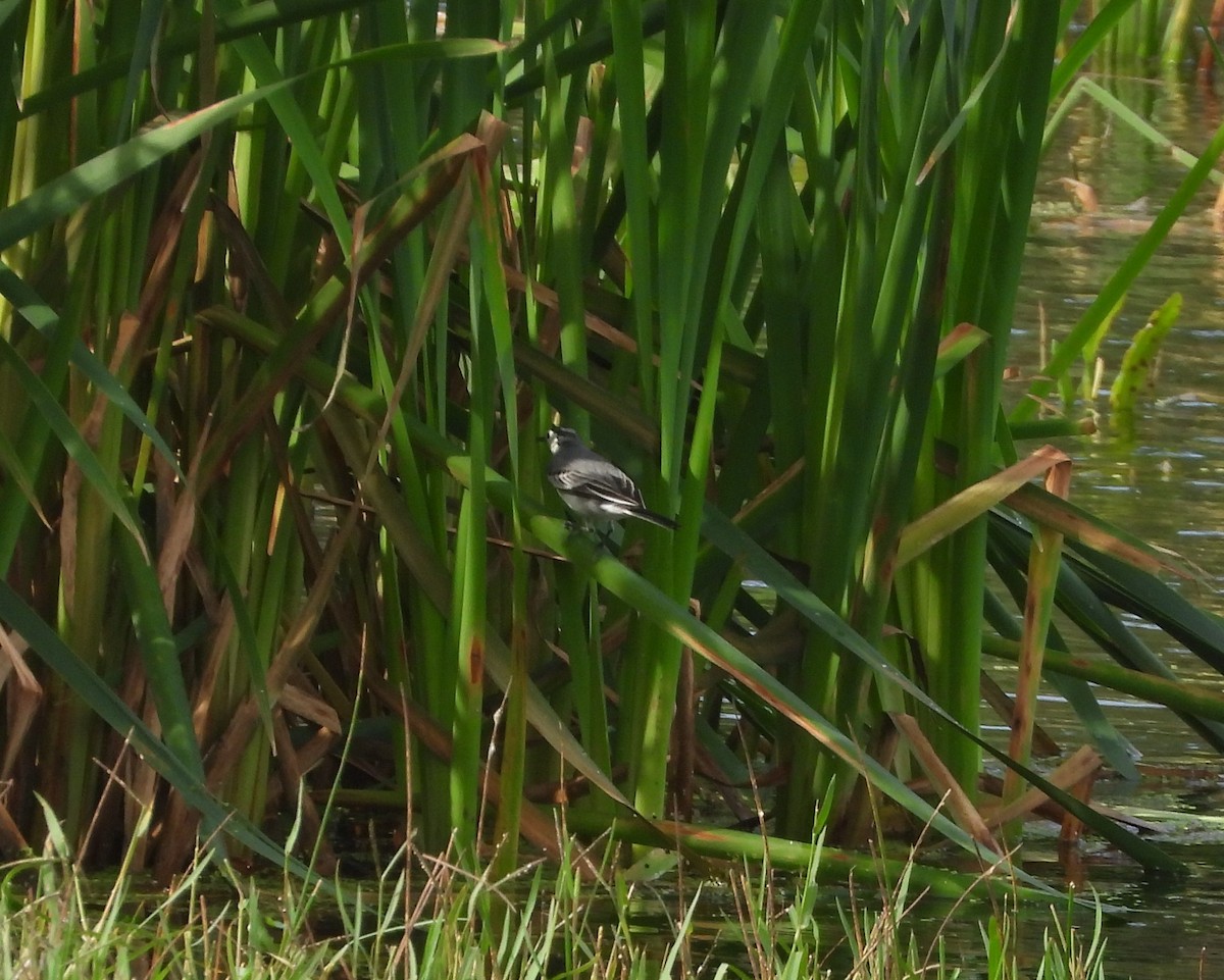 White Wagtail - ML611899811