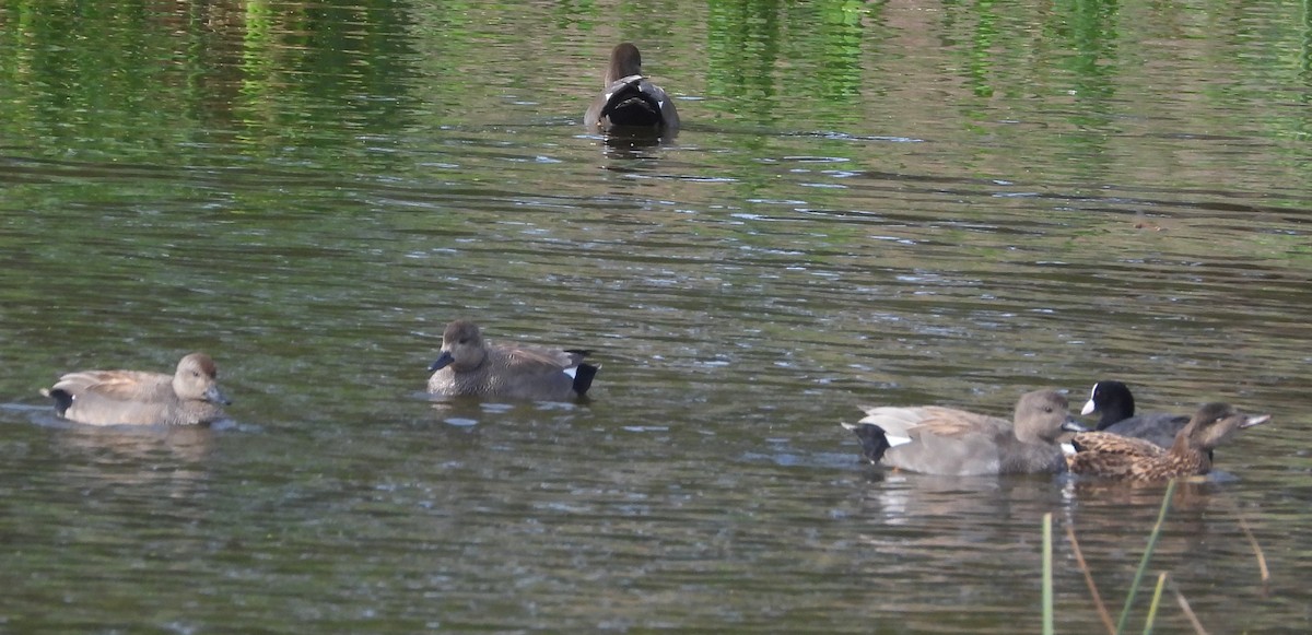 Gadwall - ML611899814