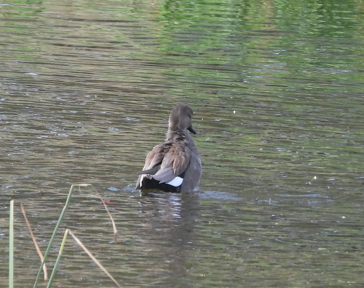 Gadwall - ML611899815