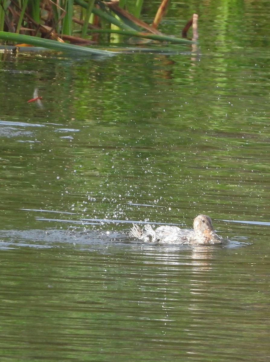 Northern Shoveler - ML611899818