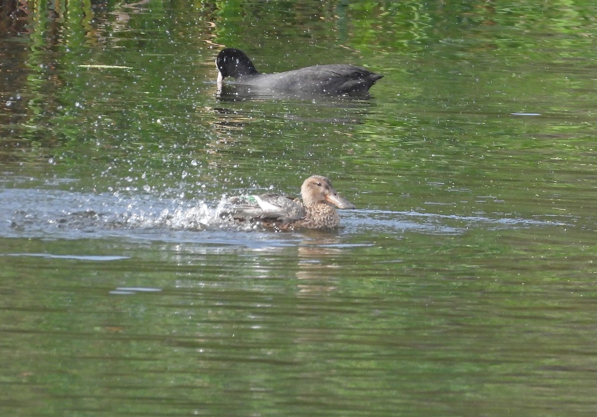 Canard souchet - ML611899819