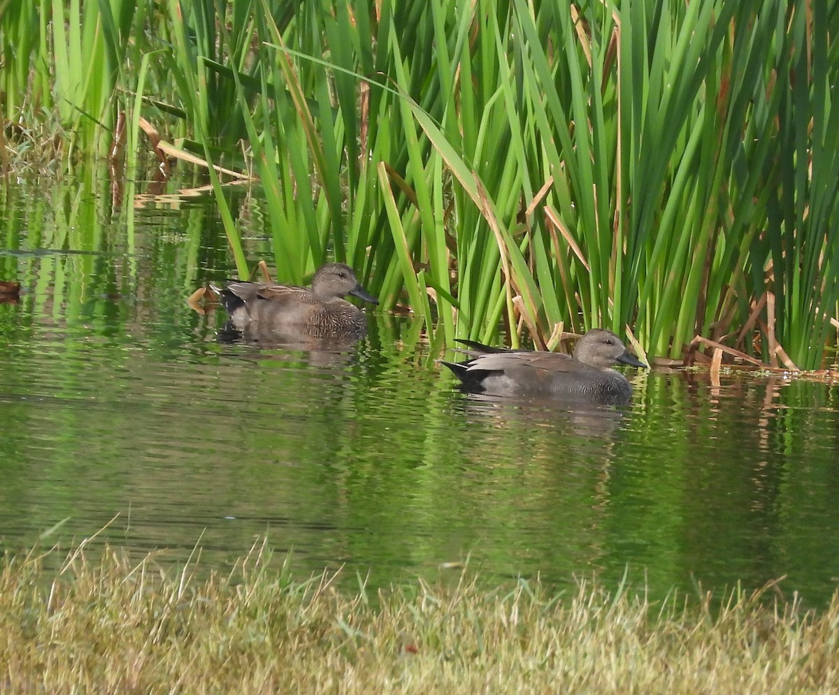 Gadwall - ML611899820