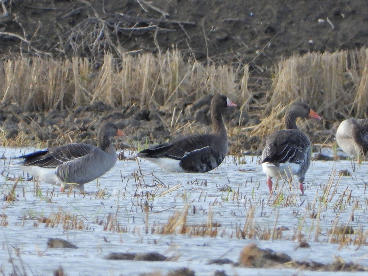 Greater White-fronted Goose - ML611899835