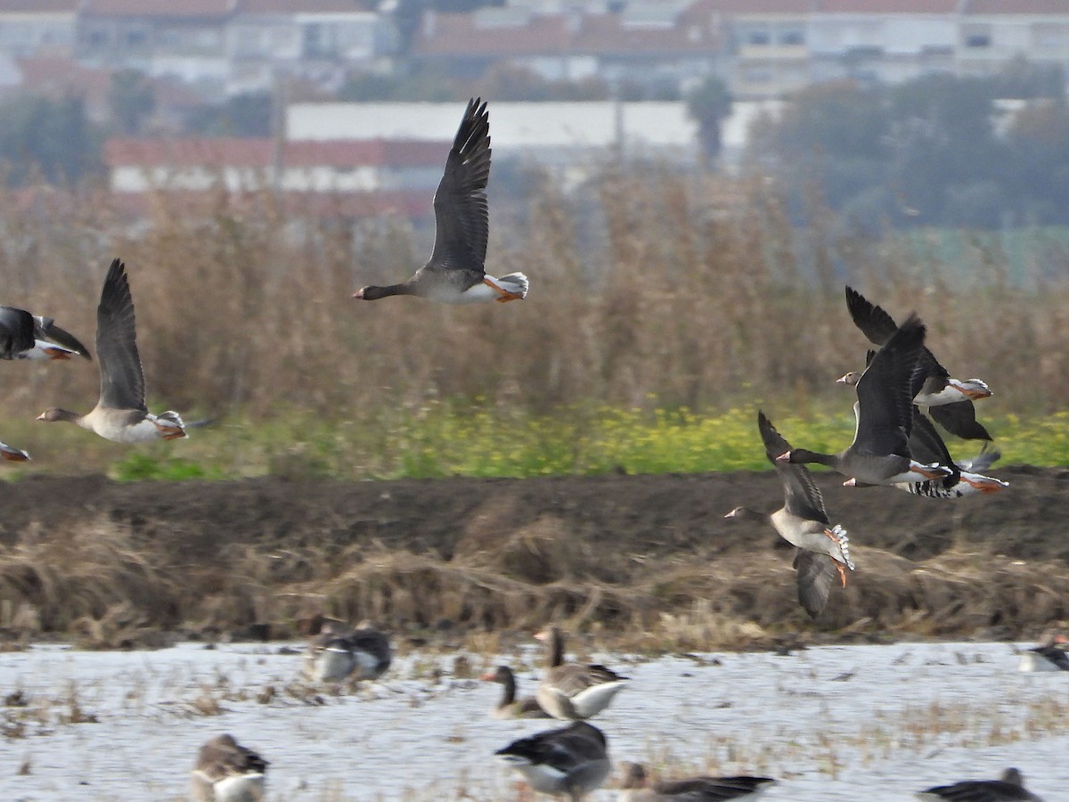 Greater White-fronted Goose - ML611899839