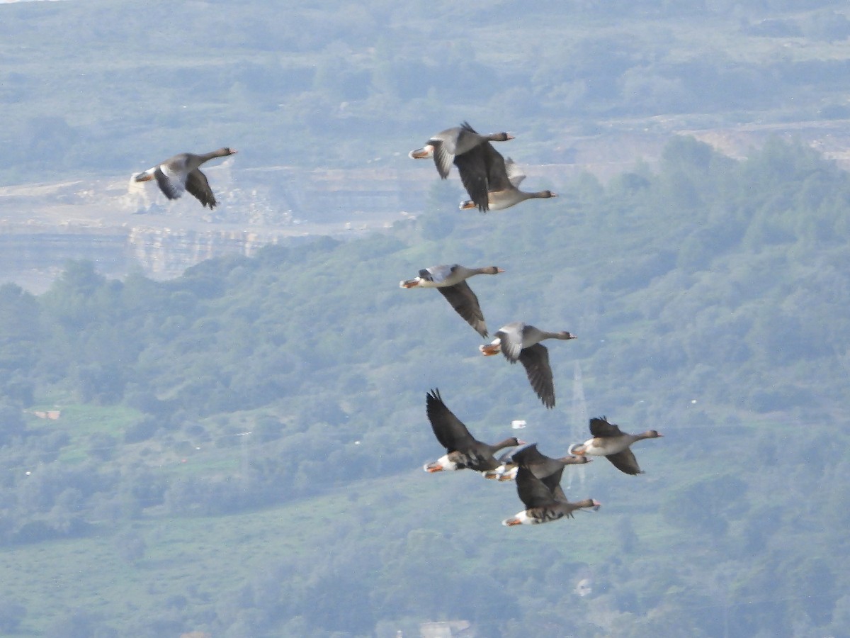 Greater White-fronted Goose - ML611899844