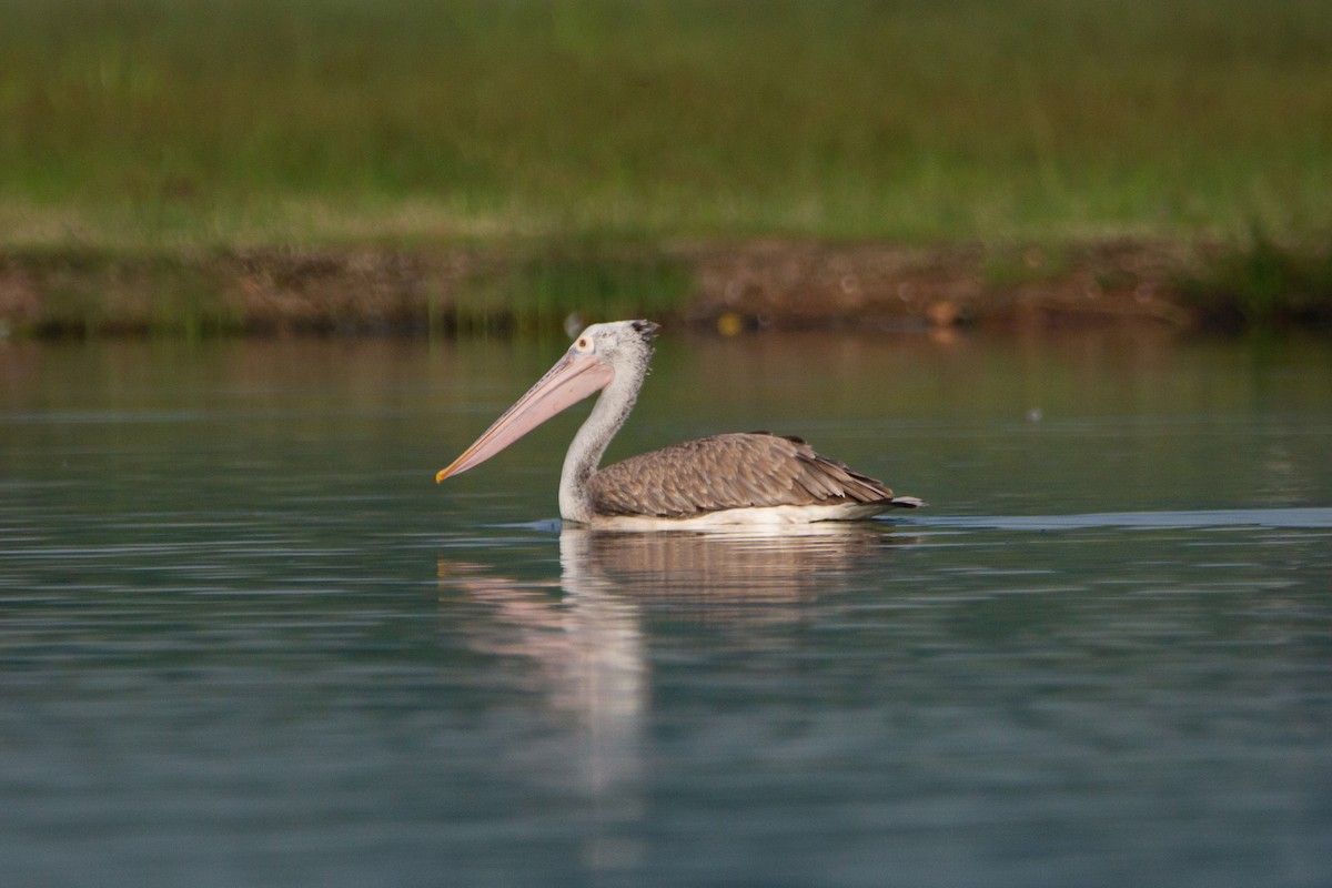 Spot-billed Pelican - Dallton D