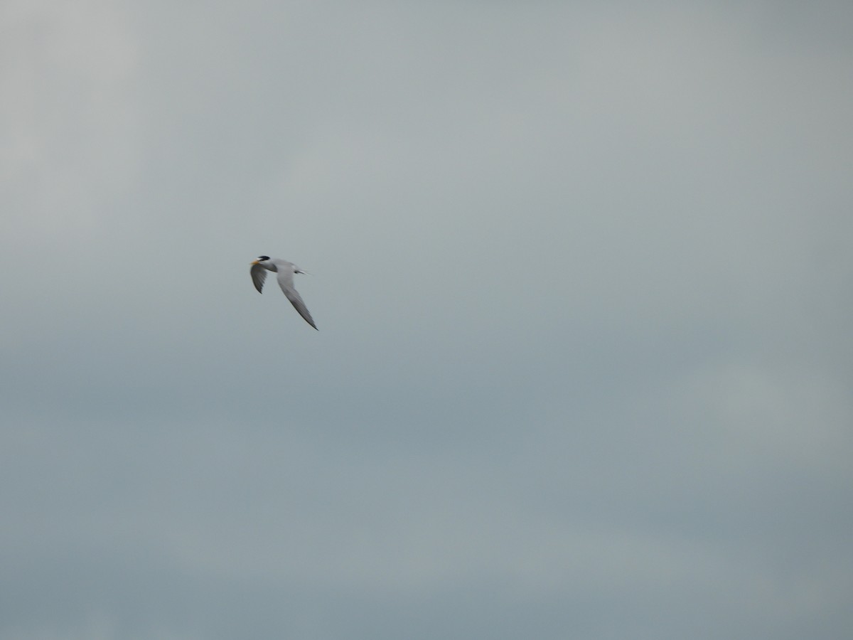 Least Tern - ML611899884