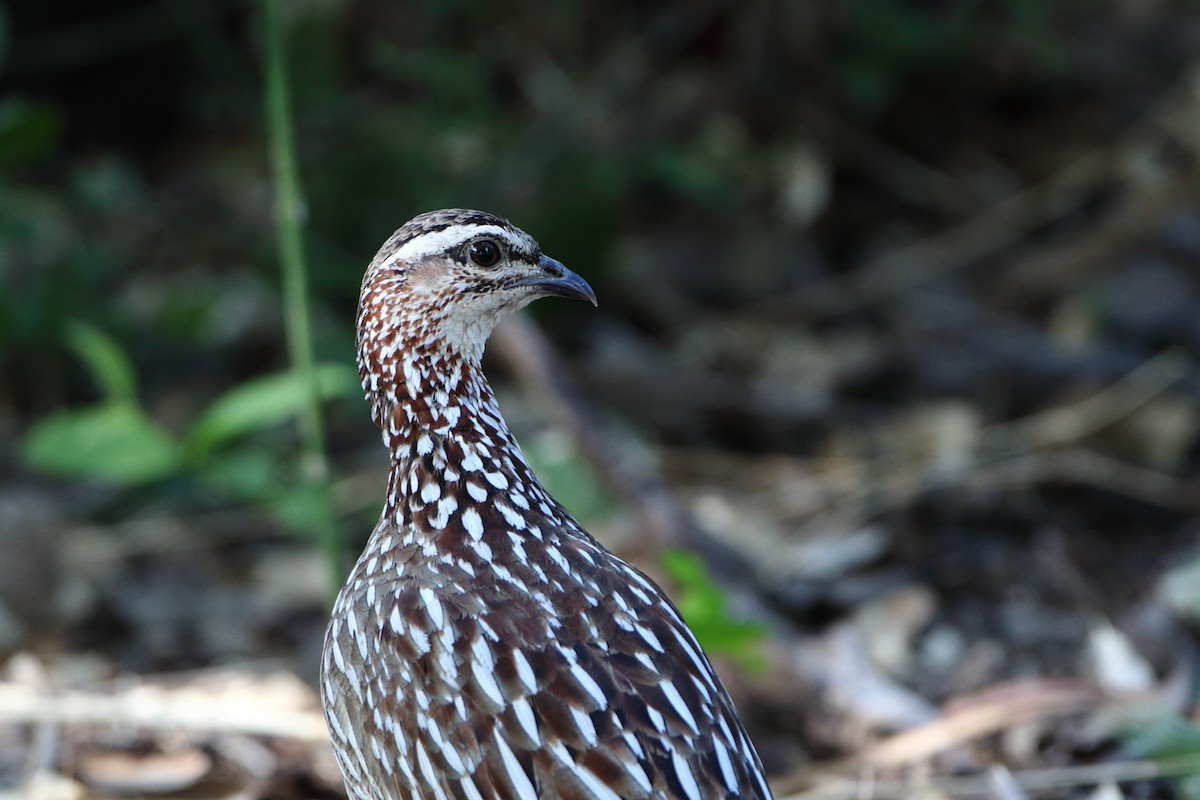 Crested Francolin (Crested) - ML611899892