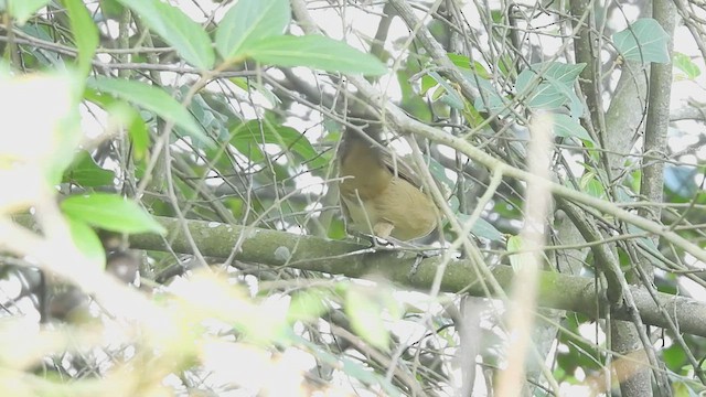 Thick-billed Warbler - ML611899980