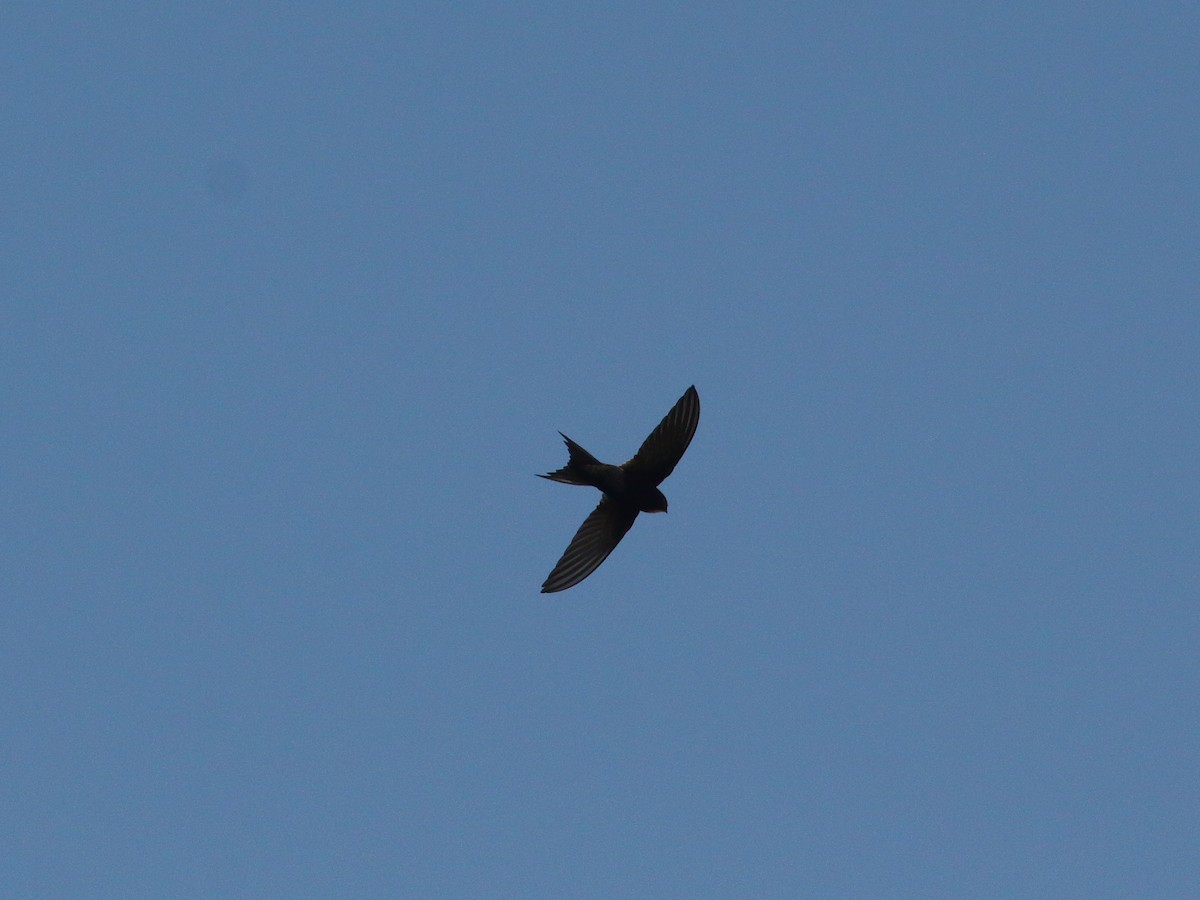 White-rumped Swift - ML611900015