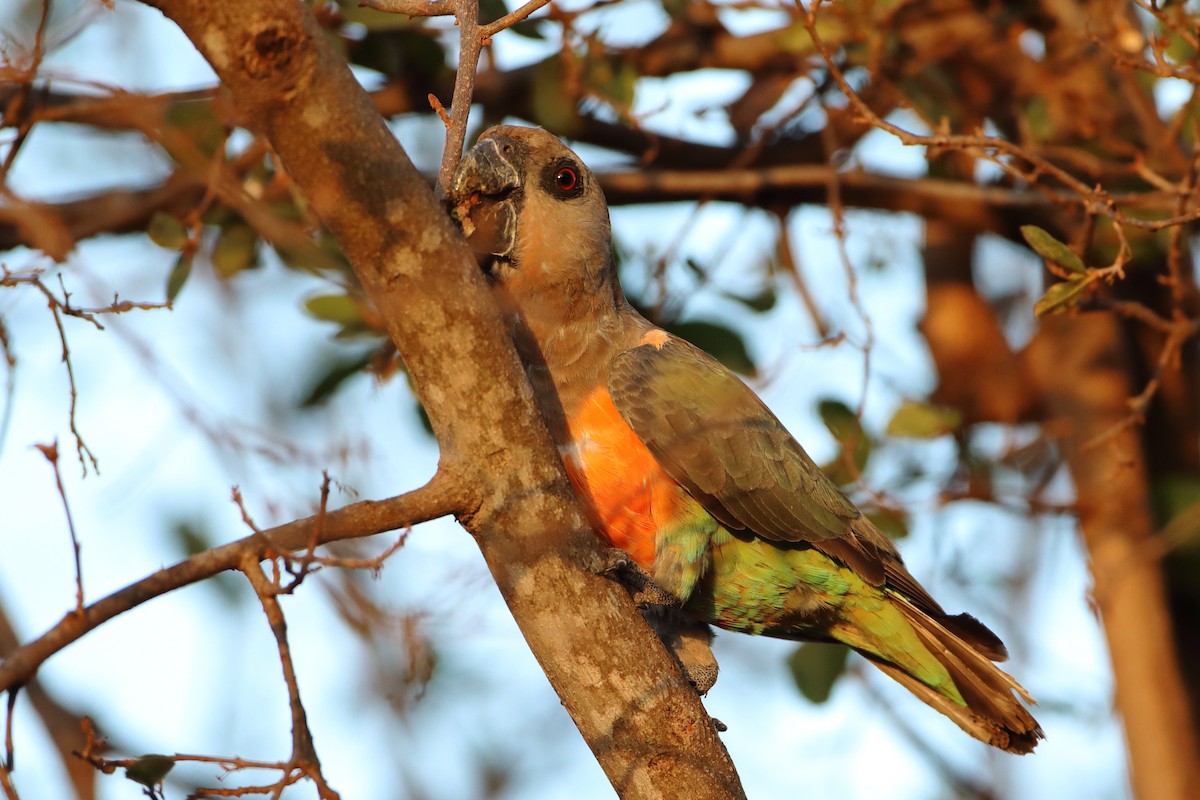 Red-bellied Parrot - ML611900050