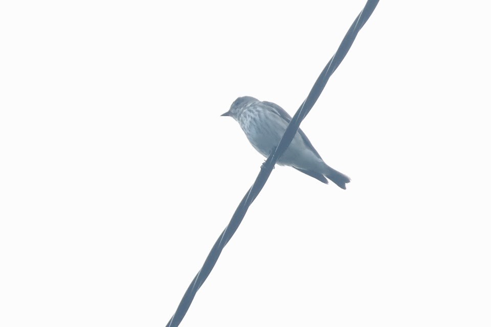 Gray-streaked Flycatcher - ML611900057