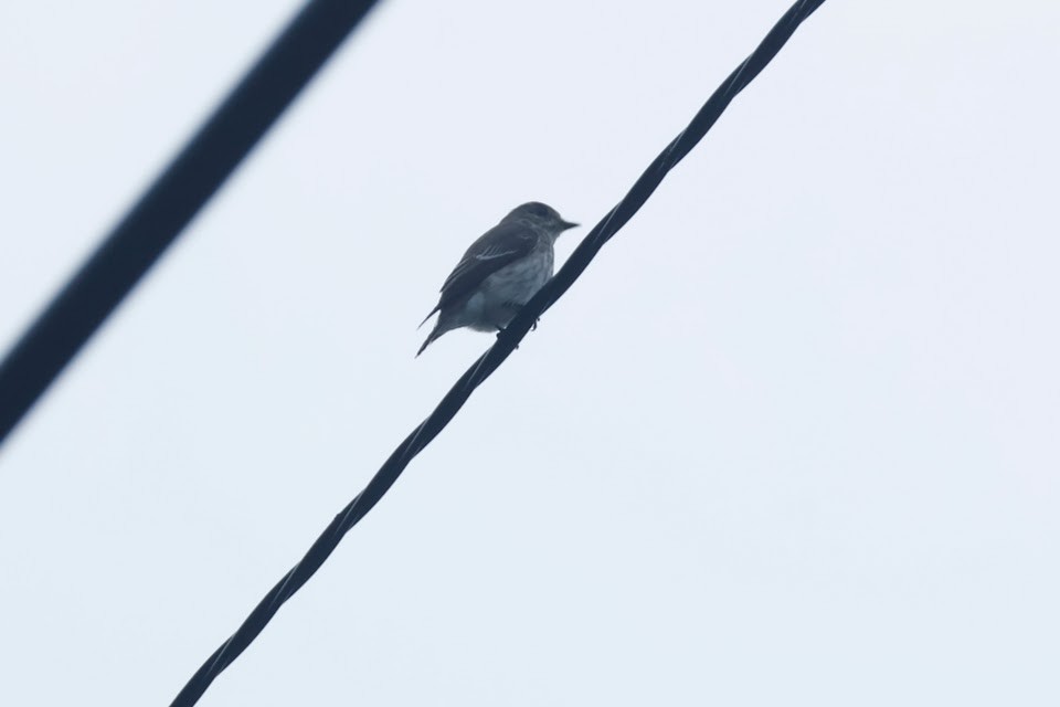 Gray-streaked Flycatcher - ML611900064