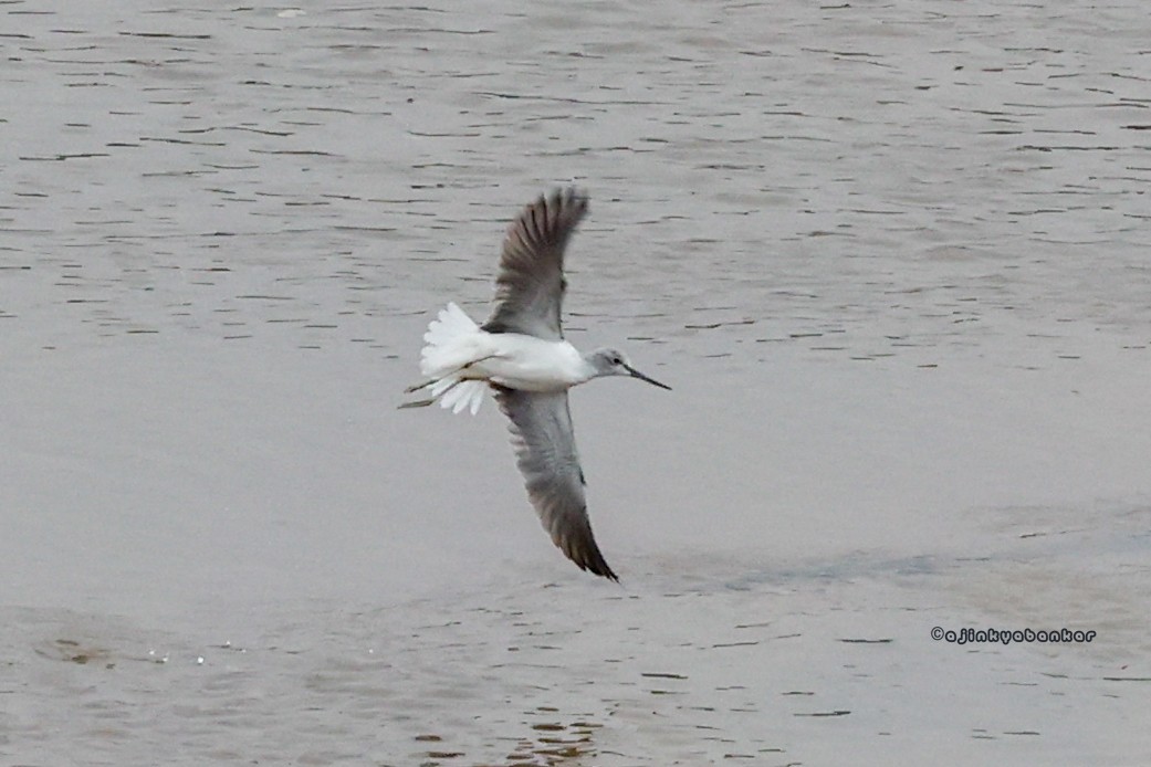 Common Greenshank - ML611900118
