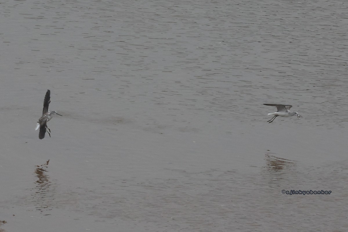 Common Greenshank - ML611900120