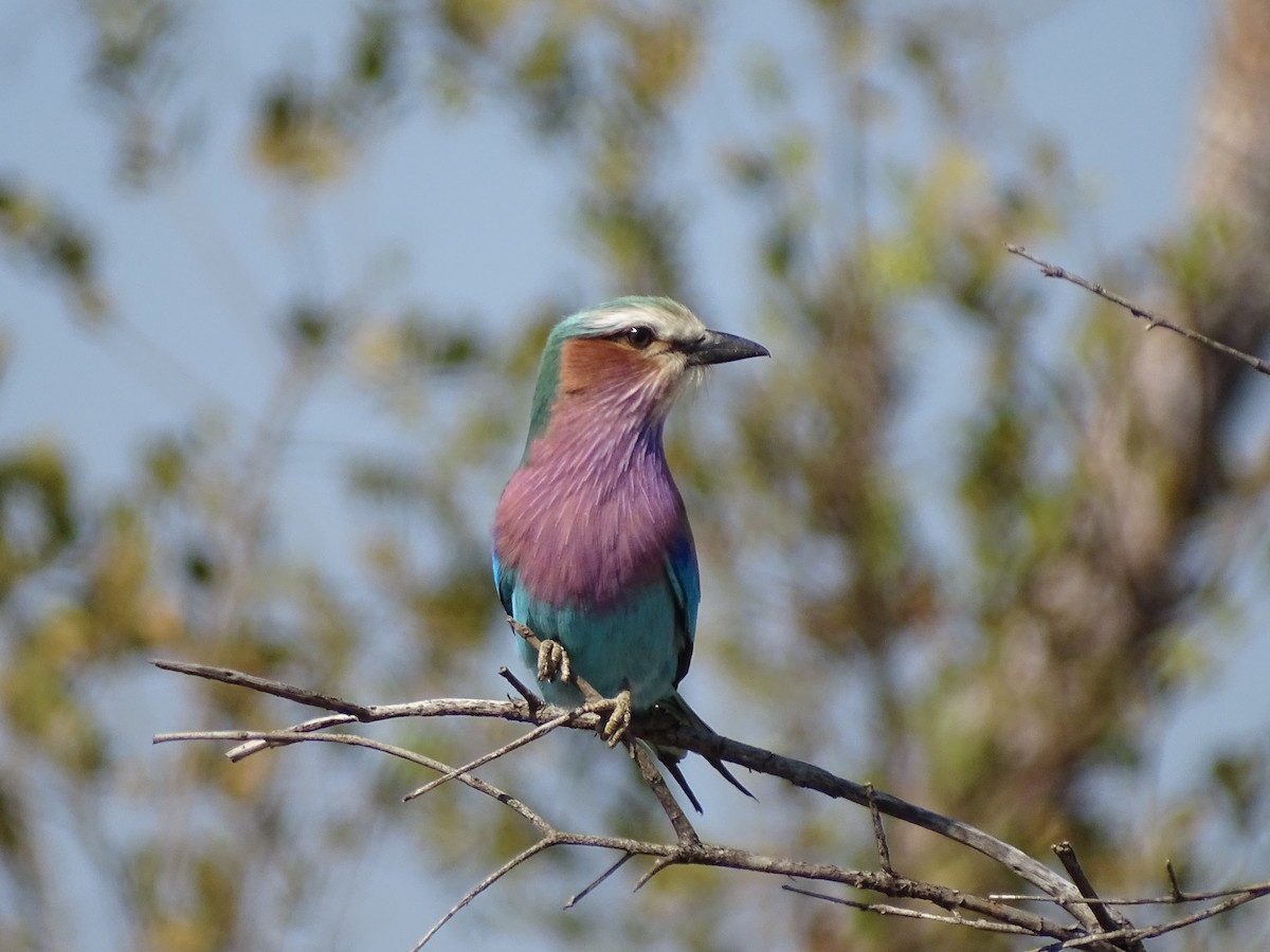 Lilac-breasted Roller - ML611900309