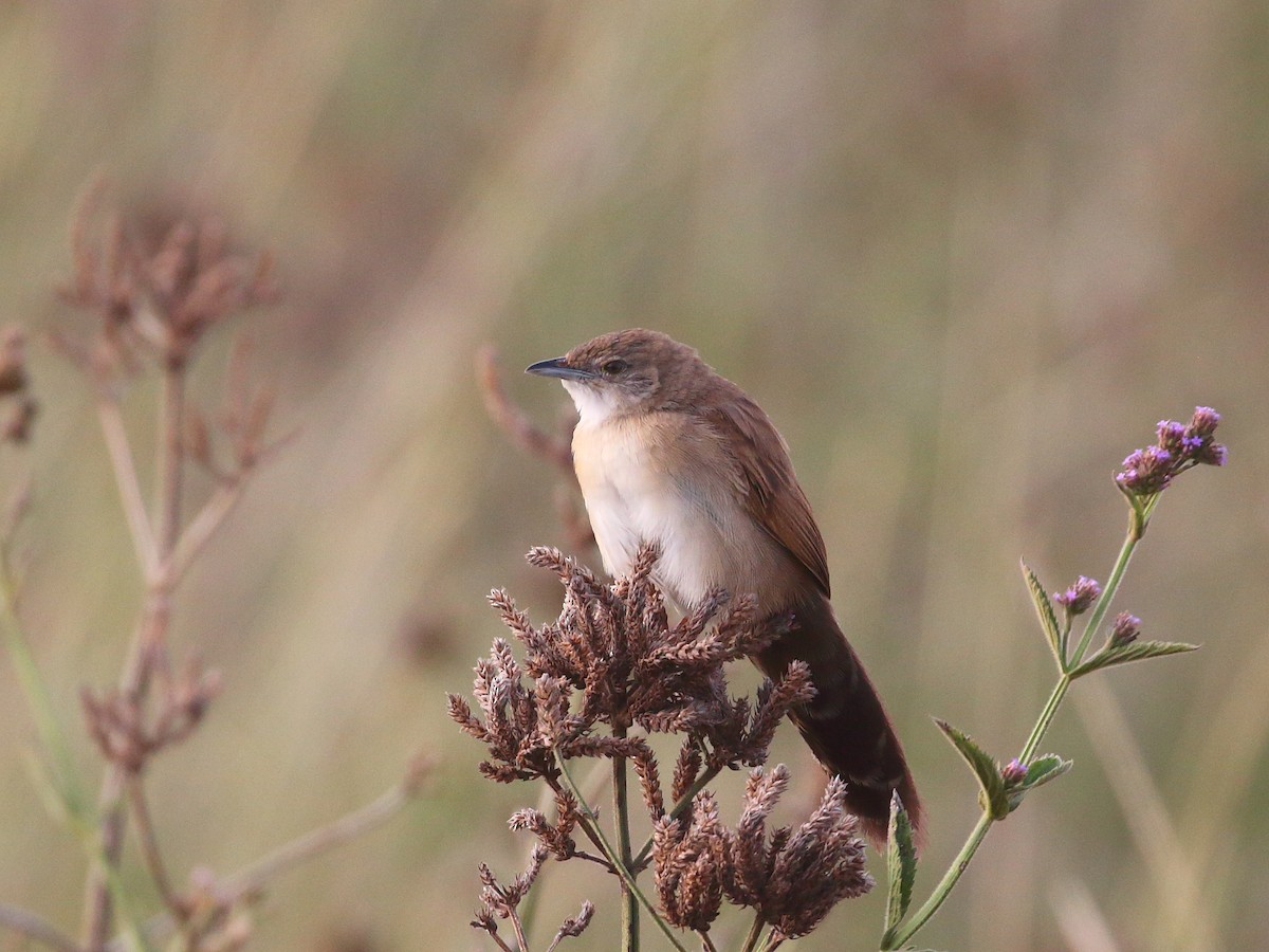 Fan-tailed Grassbird - ML611900387