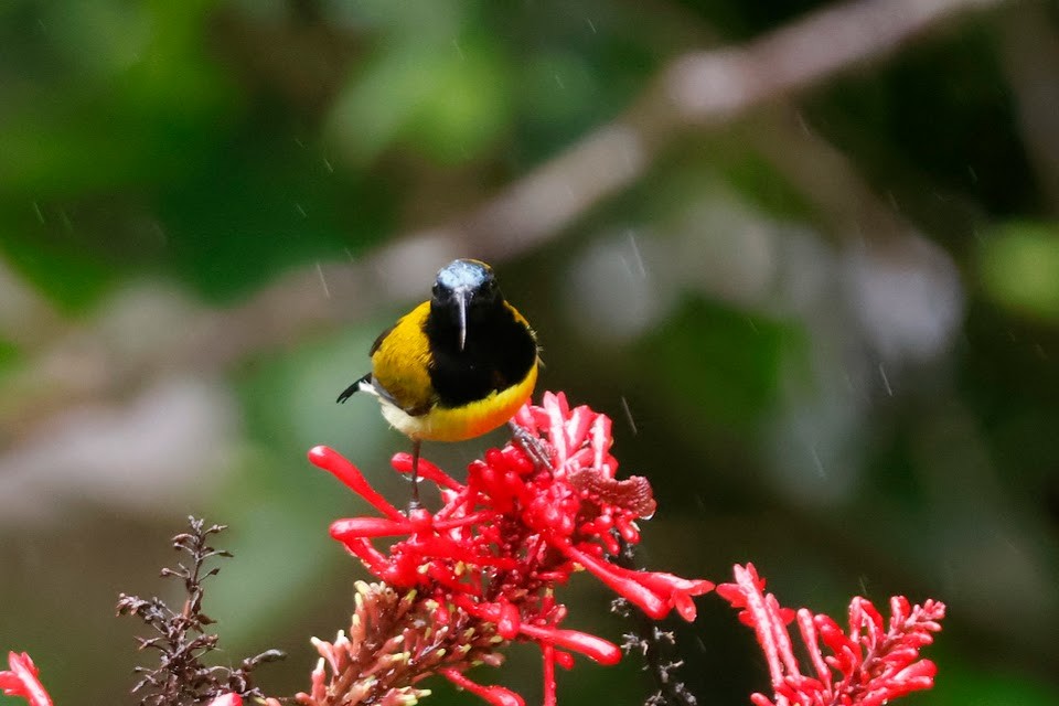 Flaming Sunbird - Mathieu Soetens