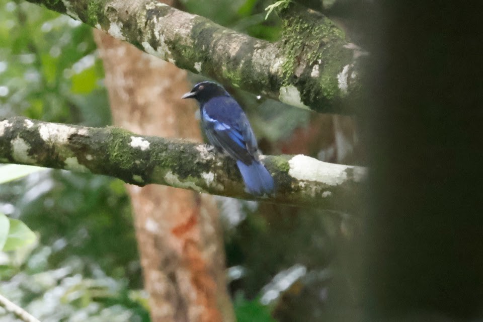 Philippine Fairy-bluebird - Mathieu Soetens