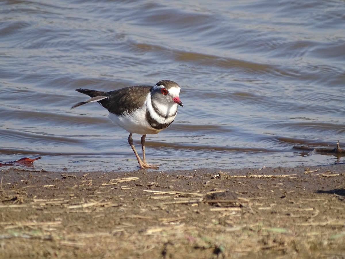 Three-banded Plover - ML611900483