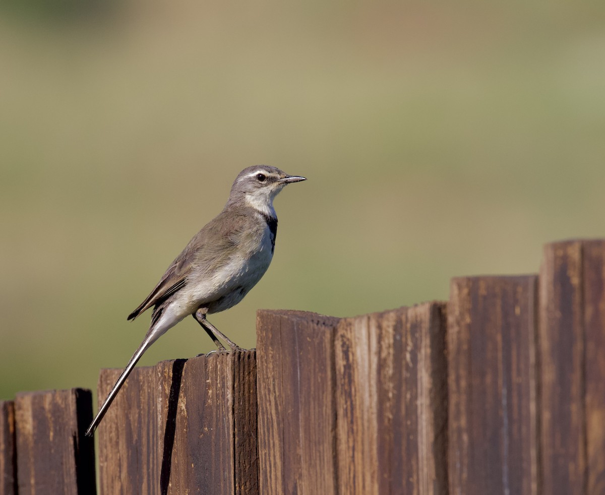 Cape Wagtail - ML611900485