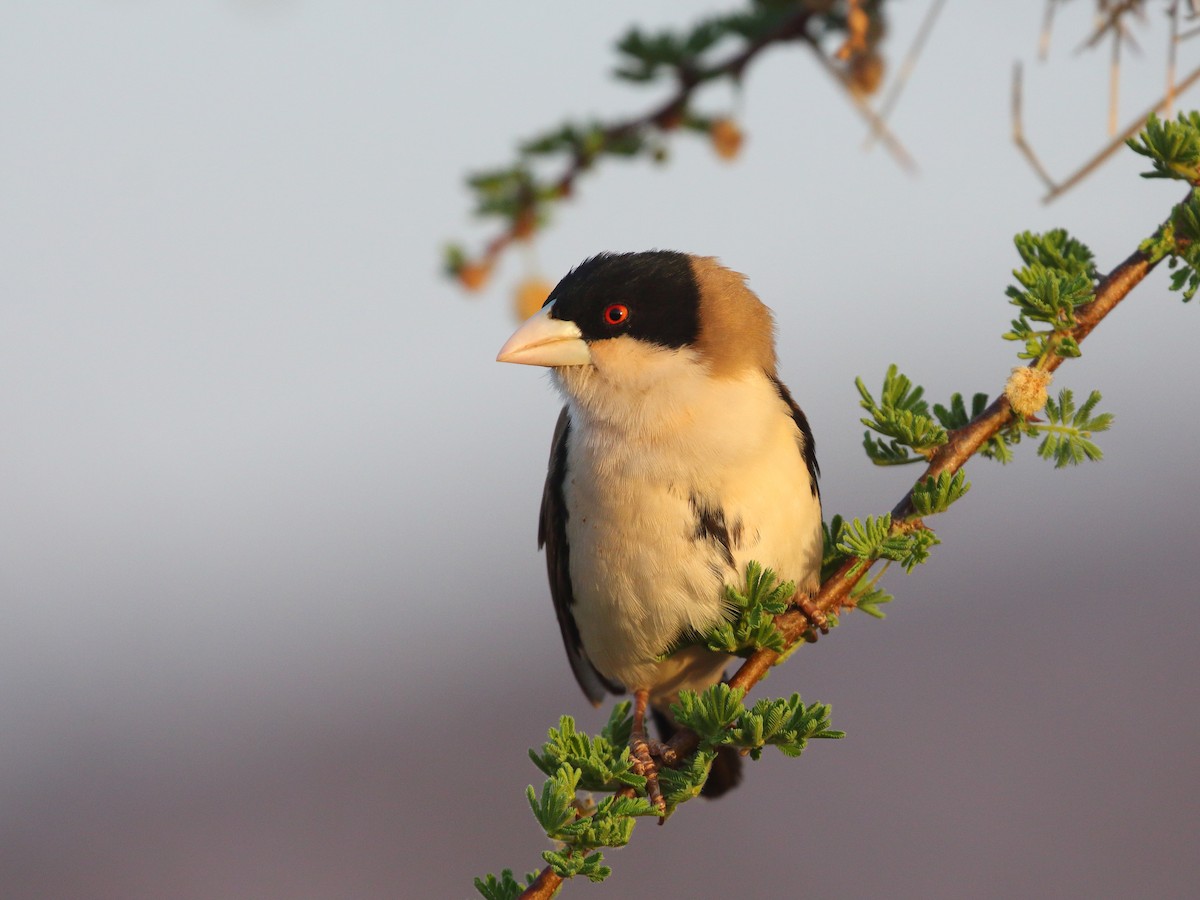 Black-capped Social-Weaver - ML611900489