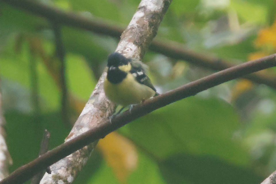 Elegant Tit - Mathieu Soetens