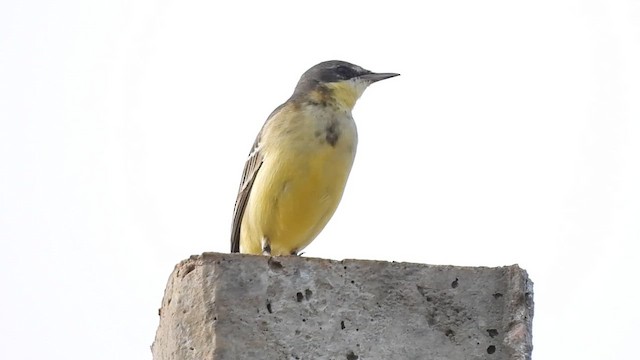 Eastern Yellow Wagtail - ML611900536