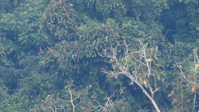 Pigeon des Andaman - ML611900568