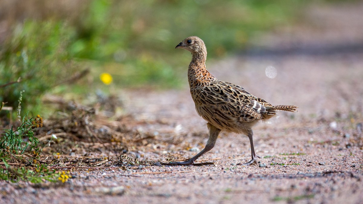 Ring-necked Pheasant - ML611900578