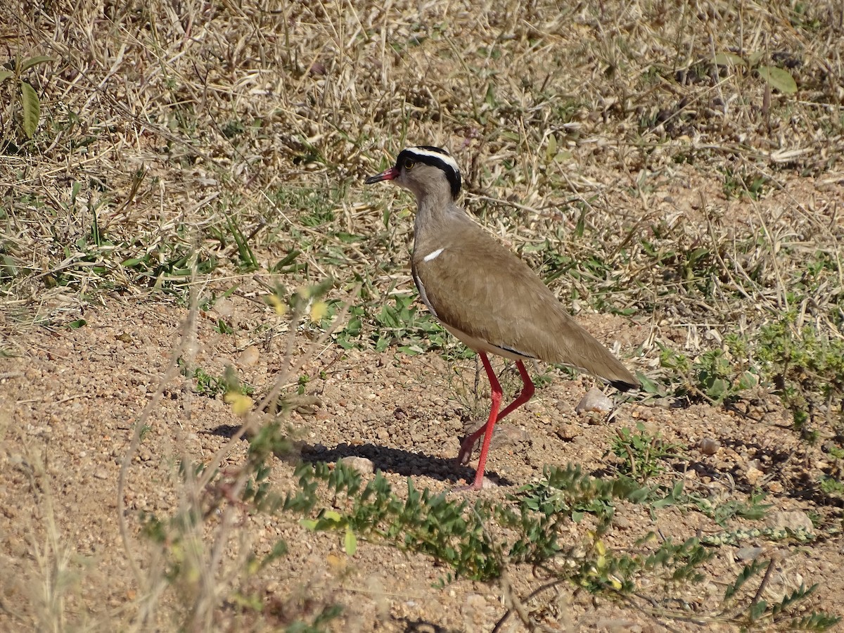 Crowned Lapwing - ML611900588