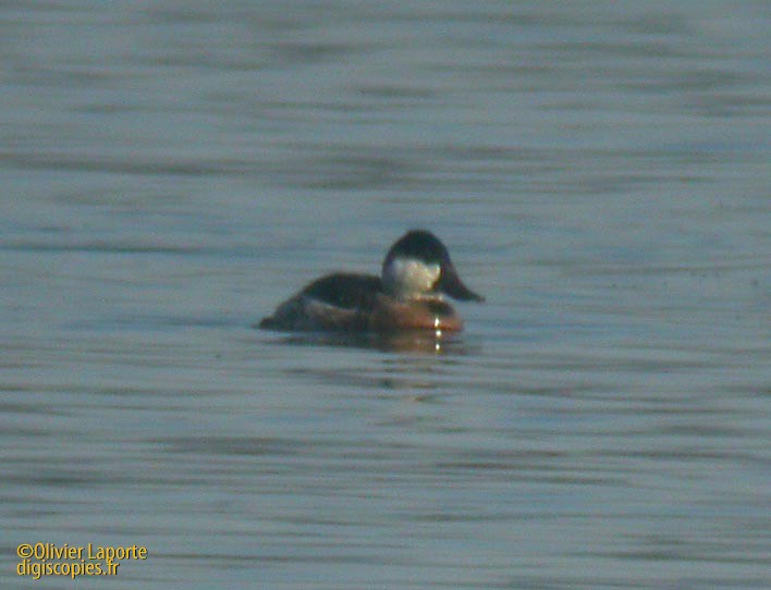 Ruddy Duck - ML611900738