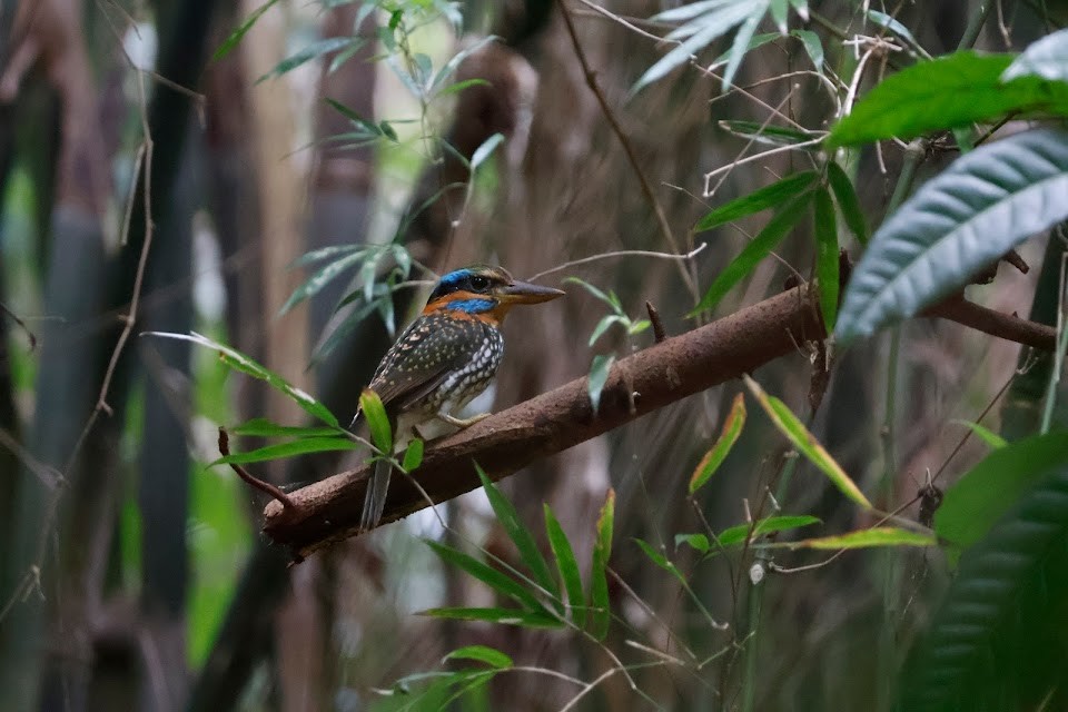 Spotted Kingfisher - Mathieu Soetens