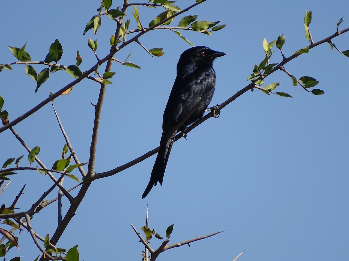 Fork-tailed Drongo - ML611900848
