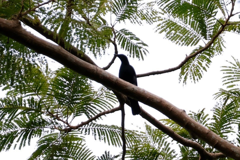 Blackish Cuckooshrike - Mathieu Soetens