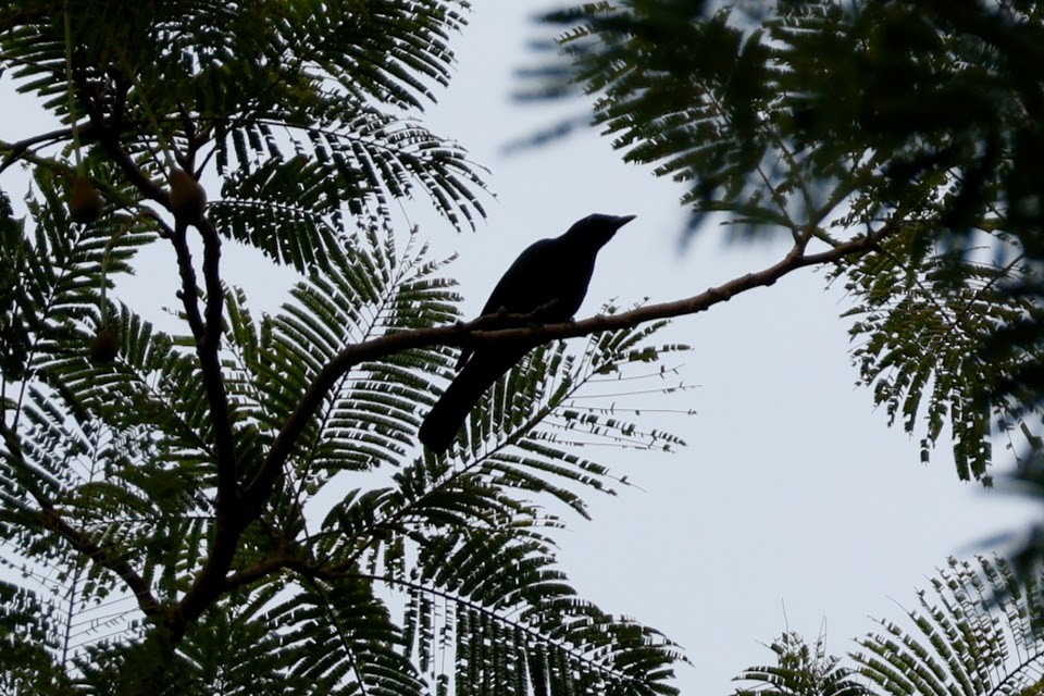 Blackish Cuckooshrike - Mathieu Soetens