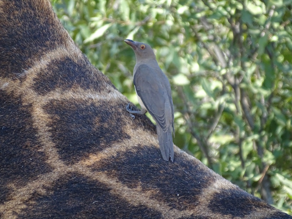 Red-billed Oxpecker - ML611900902