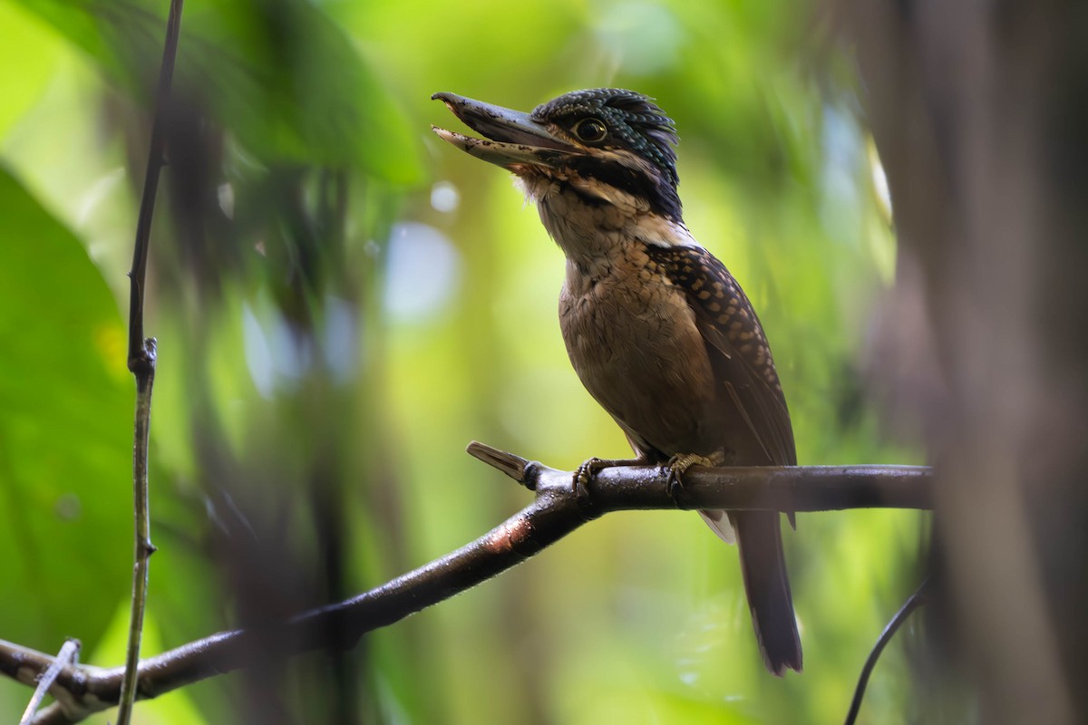 Hook-billed Kingfisher - ML611900937