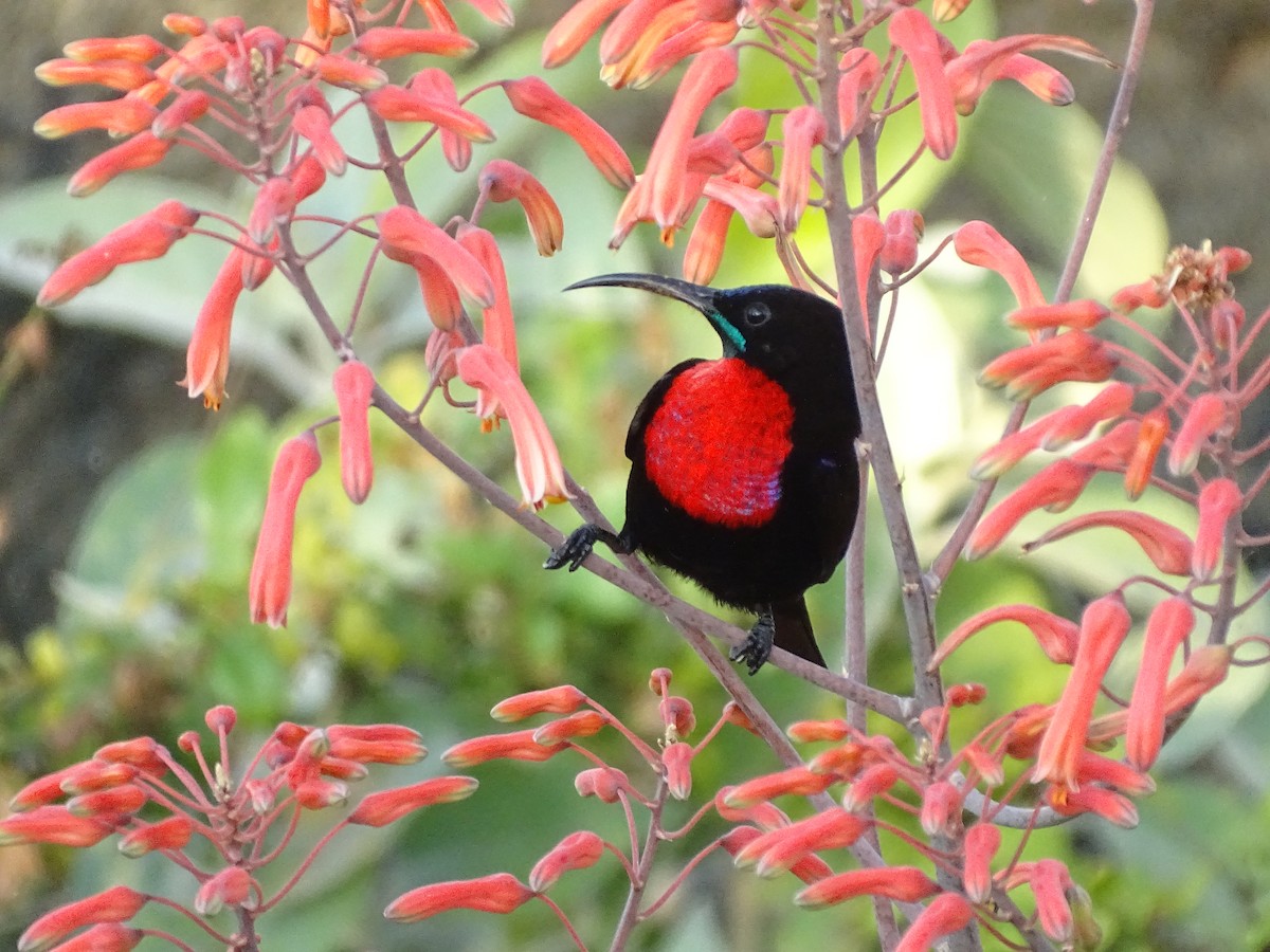 Scarlet-chested Sunbird - ML611900955