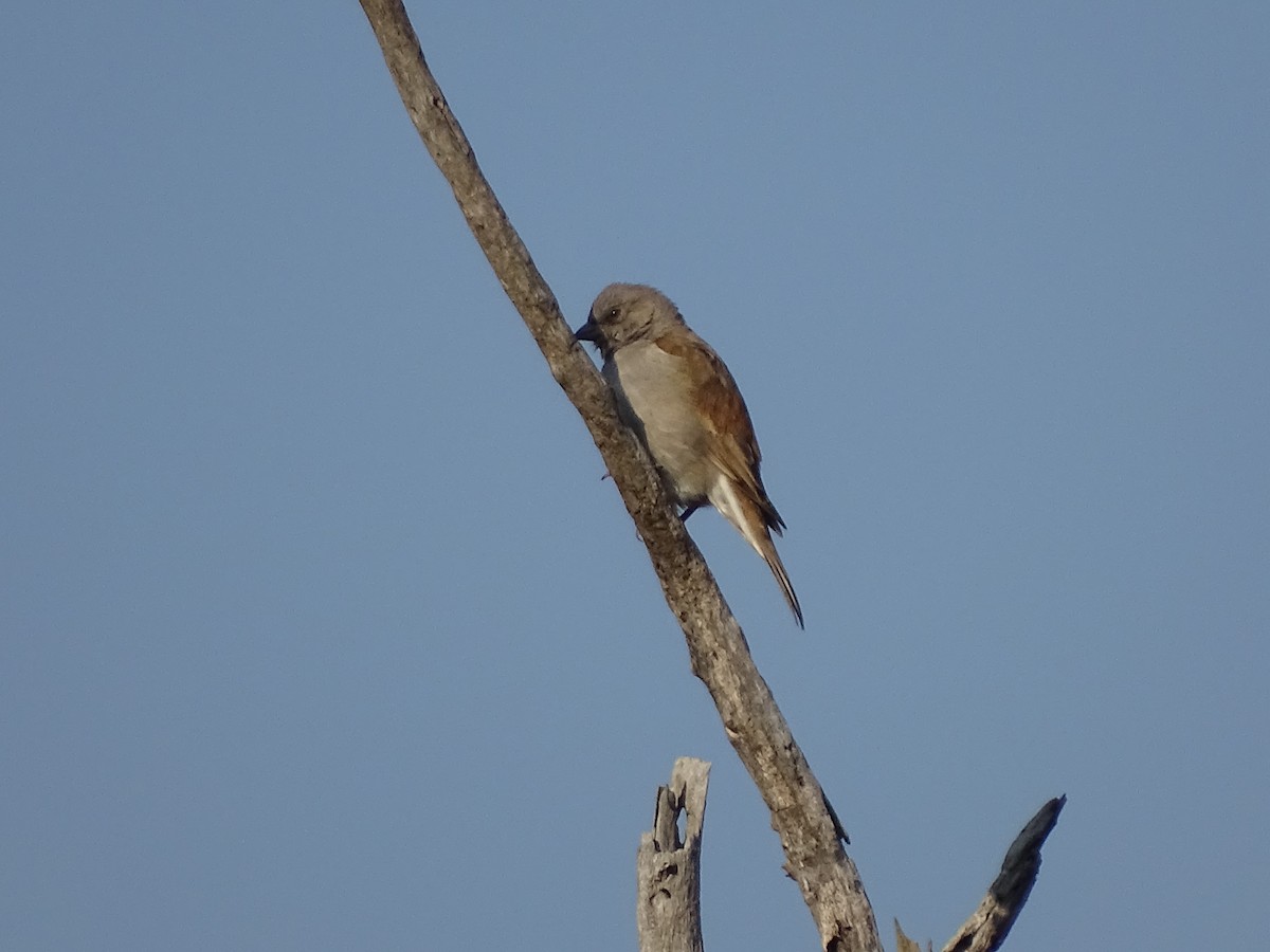 Southern Gray-headed Sparrow - ML611900964