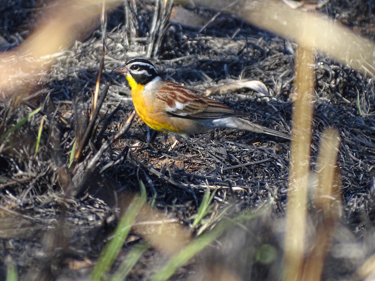 Golden-breasted Bunting - ML611900974