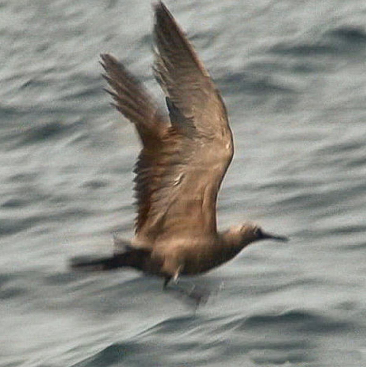 Brown Noddy - ML611900975