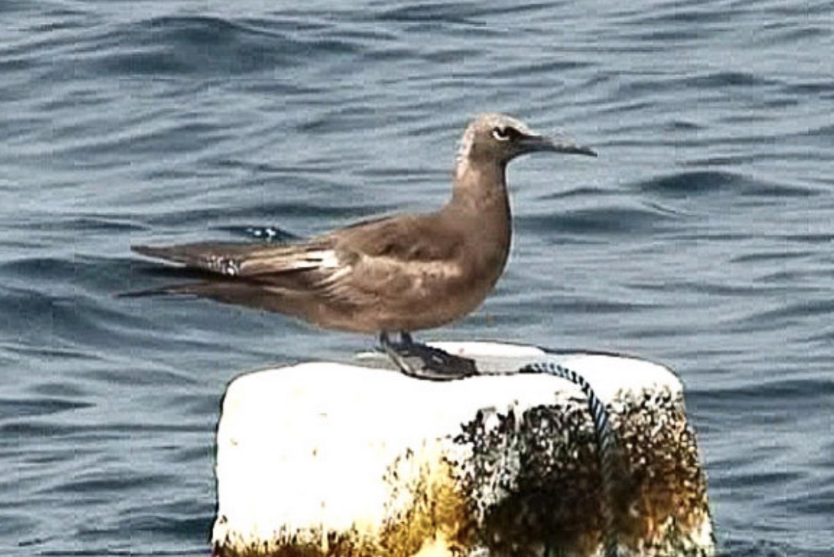 Brown Noddy - ML611900999
