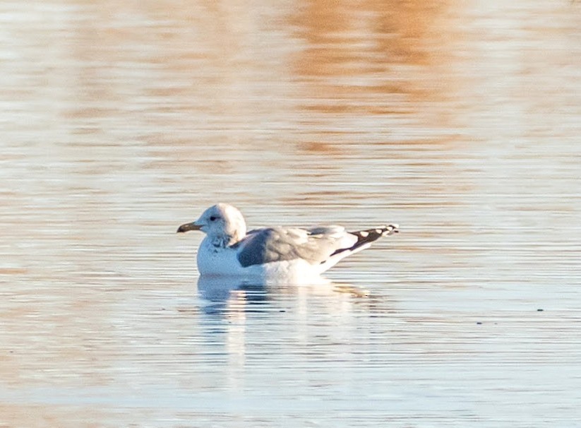 California Gull - ML611901035