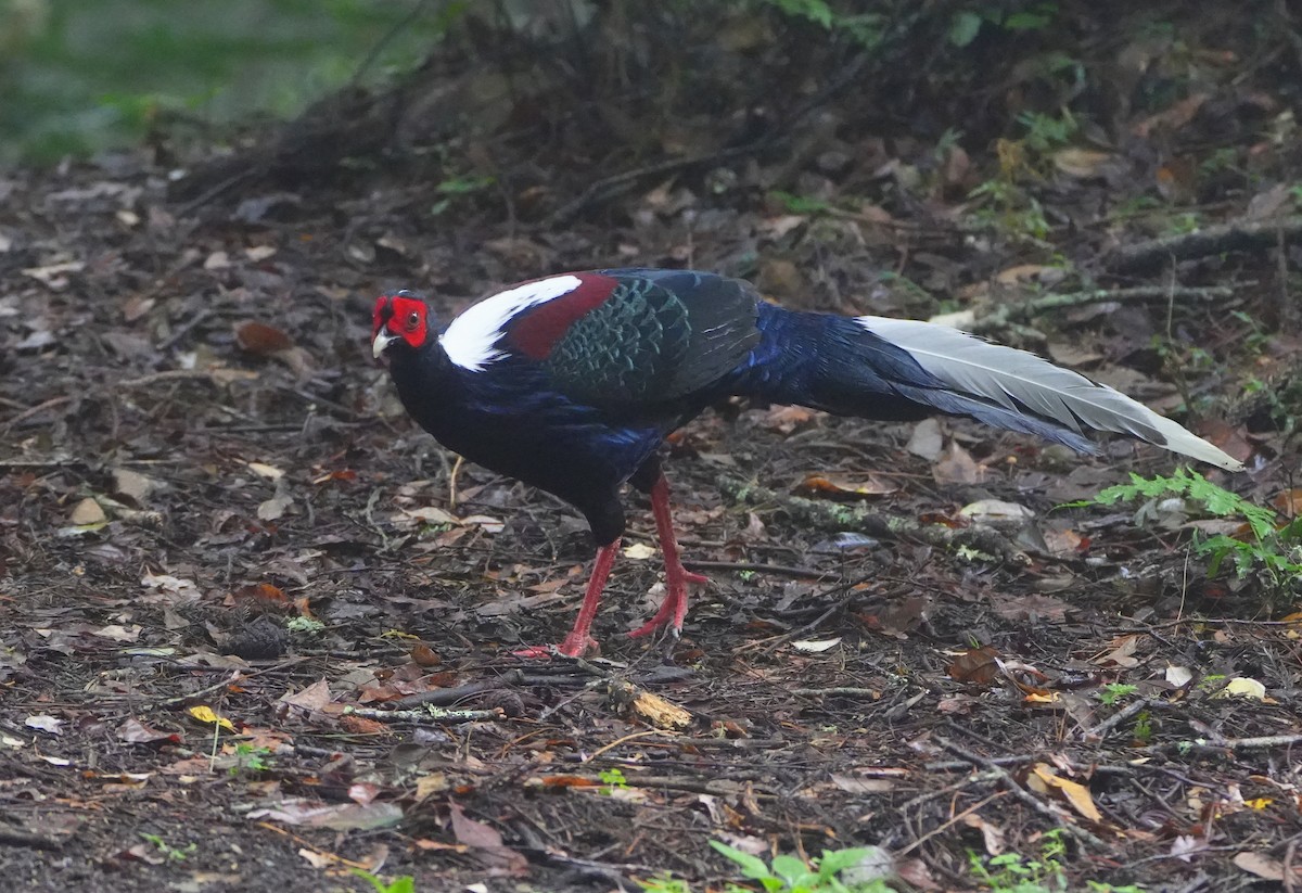 藍腹鷴 - ML611901036