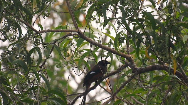 Andaman Treepie - ML611901039