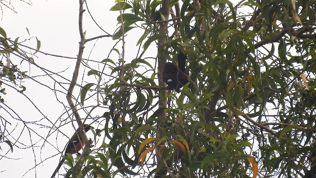 Andaman Treepie - ML611901040