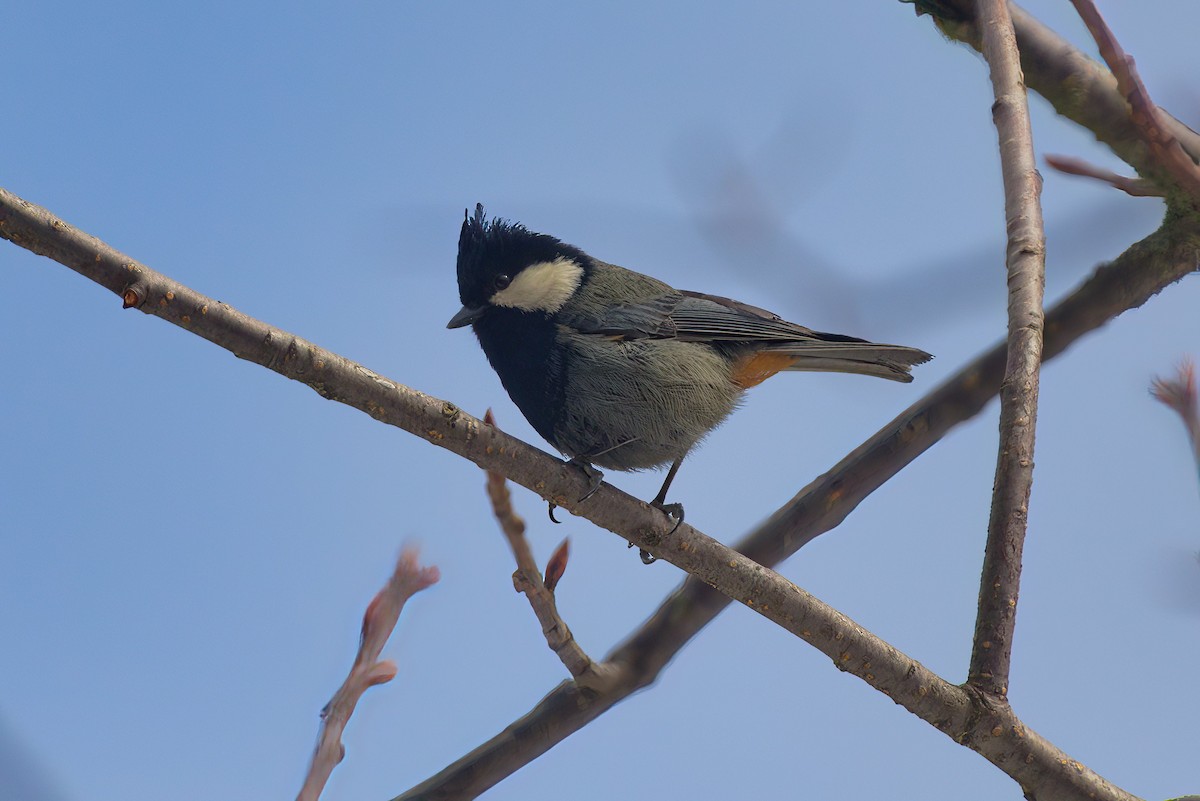 Rufous-naped Tit - ML611901045