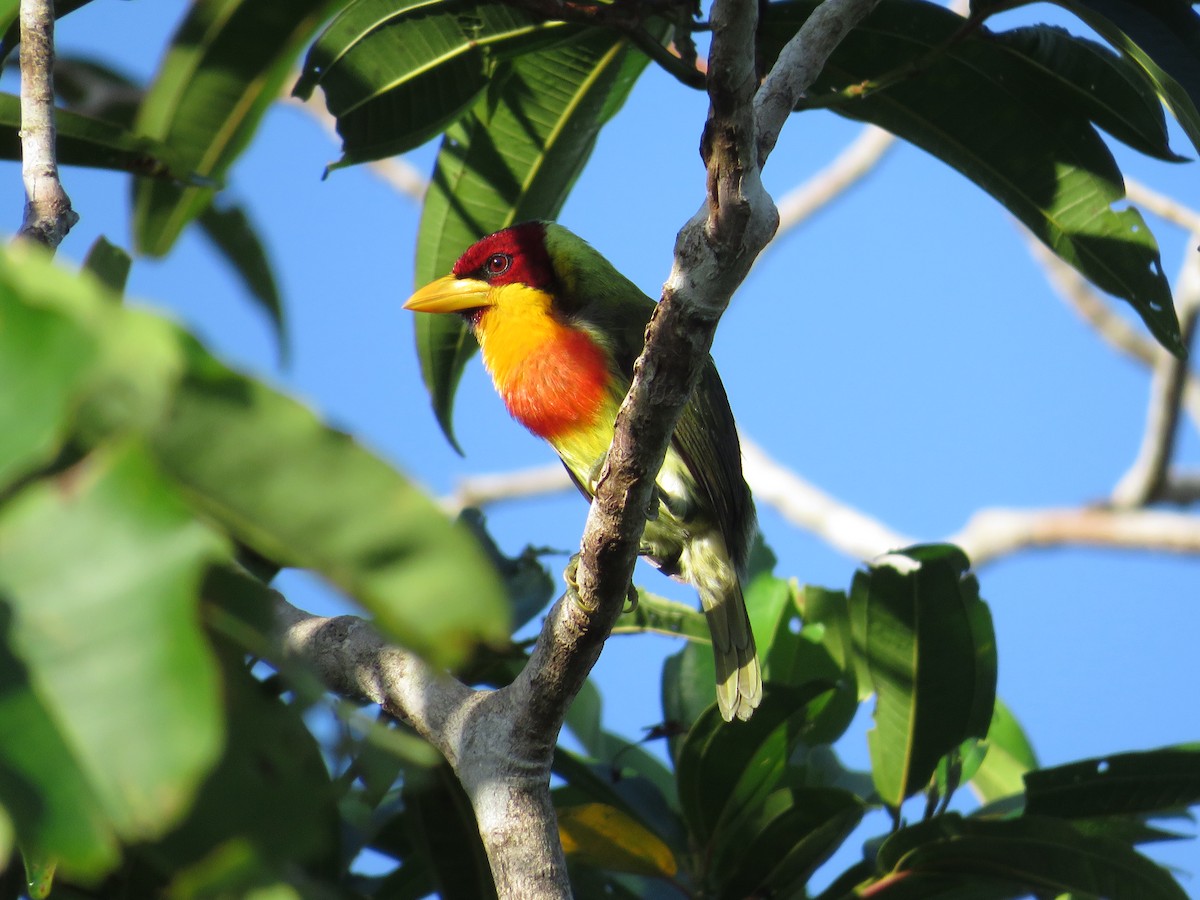 Lemon-throated Barbet - ML611901073